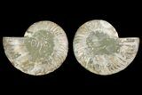 Agatized Ammonite Fossil - Crystal Pockets #144105-1